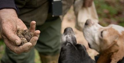 Hand met truffel en 2 honden koppies