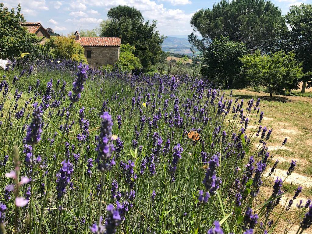 Veld met lavendel en insecten